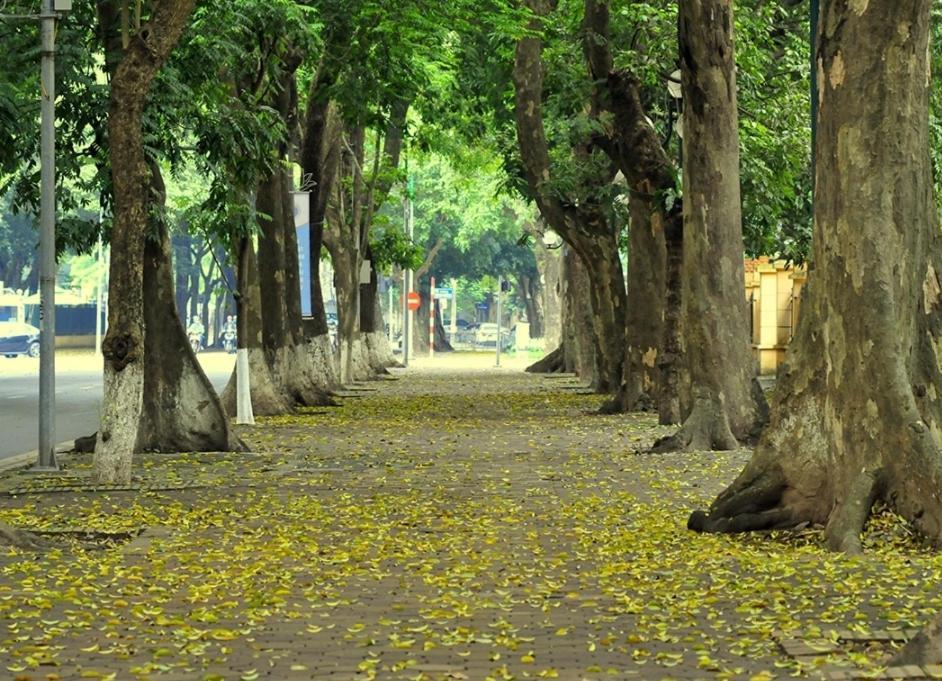 Da Tree Homestay Hanoi Exterior foto